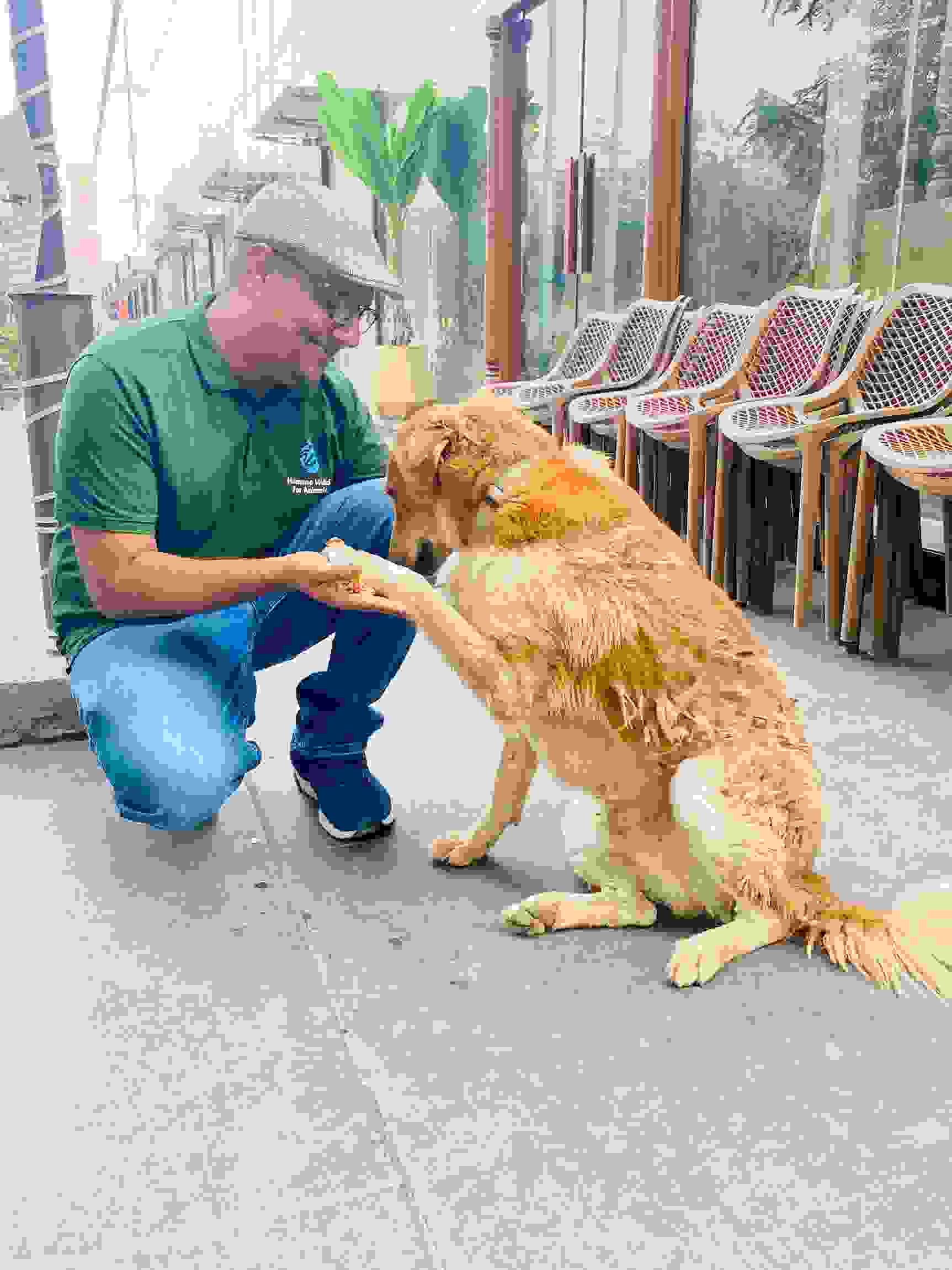 Role of vets extends beyond ABC surgeries 